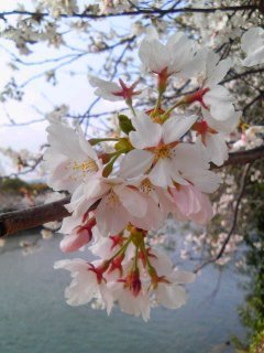 桜（寄り）.jpg